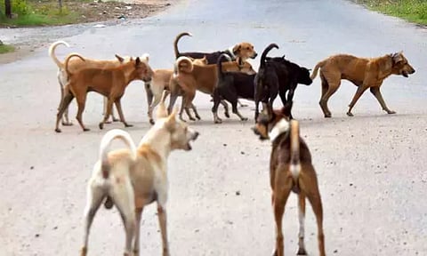 சந்தூர் பகுதியில் வெறிநாய் கடித்து 10 பேர் காயம்