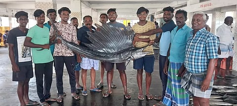 தூத்துக்குடி அருகே மீனவர் வலையில் சிக்கிய 7 அடி நீள அரியவகை மயில் மீன்