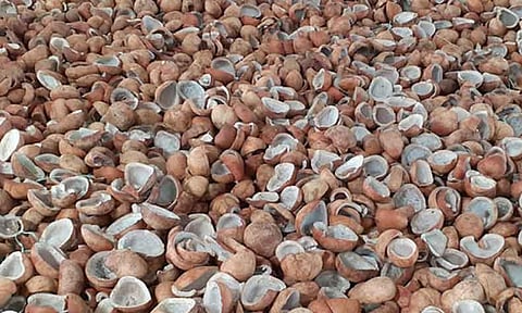 ரூ.27 லட்சத்திற்கு தேங்காய் பருப்பு ஏலம்