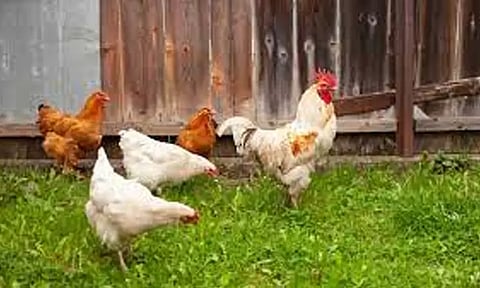 வெள்ளை கழிச்சல் நோய் வராமல் தடுக்க நாட்டுக்கோழிகளுக்கு தடுப்பூசி அளிக்க வேண்டும்