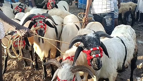 ராணிப்பேட்டை சந்தையில் ரூ.2 கோடிக்கு ஆடுகள் விற்பனை