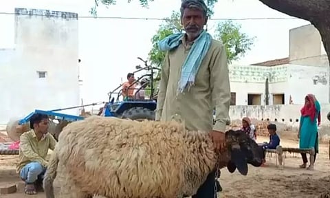 பக்ரீத் பண்டிகை; ரூ.1 கோடி கொடுக்க முன்வந்தும் செம்மறியாட்டை தர மறுத்த நபர்...!! ஏன்..?