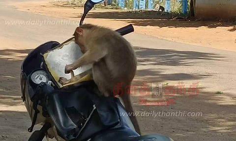 பொதுமக்களுக்கு தொல்லை கொடுக்கும் குரங்குகளை பிடிக்க வேண்டும்