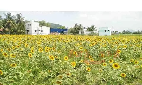 பூத்துக்குலுங்கும் சூரியகாந்தி பூக்கள்