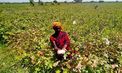 பருத்தி சாகுபடியில் எதிர்பார்த்த மகசூல் கிடைக்கவில்லை - விவசாயிகள்