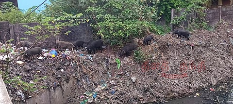 பன்றிகள் சுற்றித்திரிவதால் சுகாதார சீர்கேடு