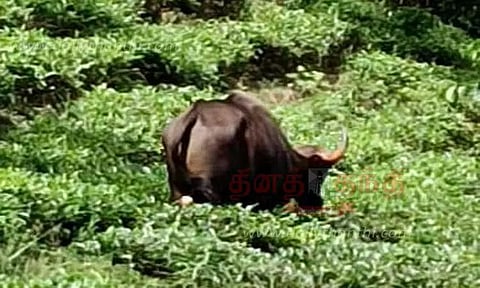 பசுமாடுகளுடன் காட்டெருமைகள் சண்டையிட்டதால் பரபரப்பு