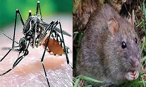 கேரளாவில் டெங்கு-எலி காய்ச்சலுக்கு 8 பேர் பலி..!