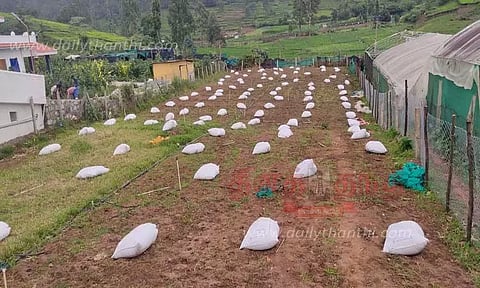 விளைநிலங்களை தயார்படுத்தும் பணி மும்முரம்