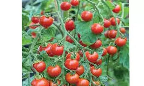 தக்காளி ரூ.120-க்கு விற்பனை