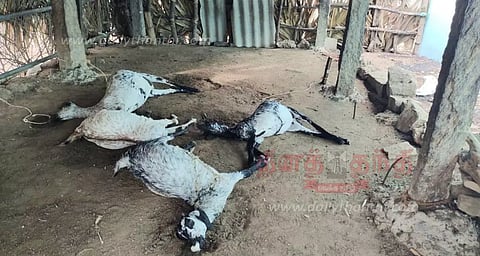 மின்னல் தாக்கி 4 ஆடுகள் பலி