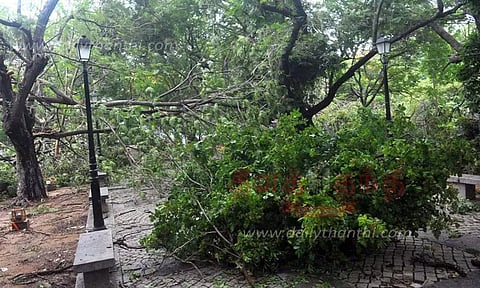 30 மரங்கள் வேரோடு சாய்ந்தன