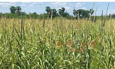 பச்சை பசேலென காட்சியளிக்கும் கம்பு