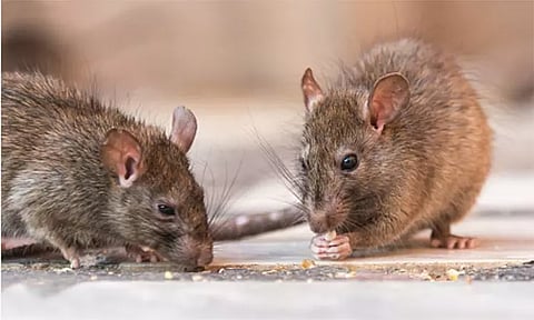 கஞ்சாவை எலிகள் தின்ற விவகாரம் - இருவர் விடுதலை