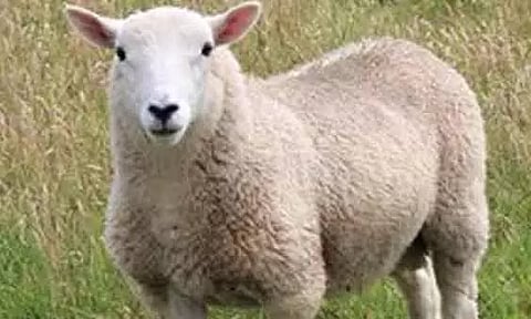 ஆடுகளை தொடர்ந்து வேட்டையாடி வரும் சிறுத்தை