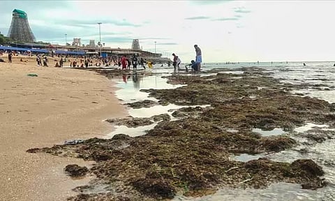 திருச்செந்தூரில் கடல் உள்வாங்கியது