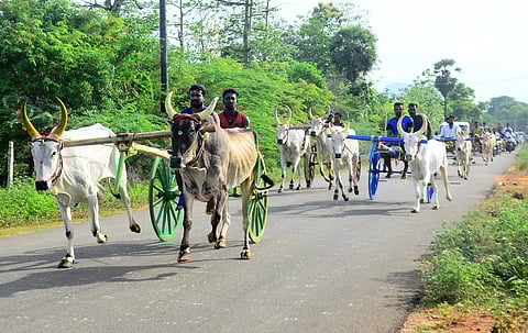 கோவில் திருவிழாவையொட்டி மாட்டு வண்டி பந்தயம்