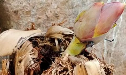 முறிந்த வாழை மரத்தில் முளைத்த மொட்டு