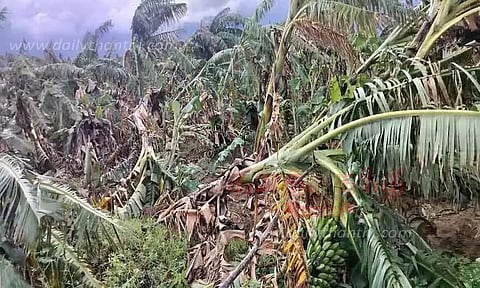 சூறைக்காற்றுடன் மழை; 10 ஆயிரம் வாழைகள் சேதம்