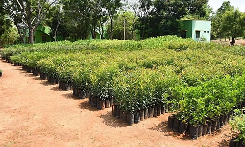 பசுமை போர்வையை அதிகரிக்கச்செய்யும் நோக்கில்வனத்துறை மூலம் 1 லட்சம் மரக்கன்றுகள் உற்பத்திபொதுமக்கள், விவசாயிகள் இலவசமாக பெறலாம்