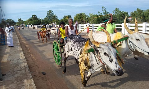 மாட்டு வண்டி எல்கை பந்தயம்