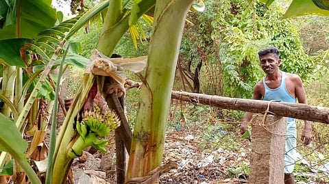 மரத்தின் நடுவில் குலை தள்ளிய வாழை