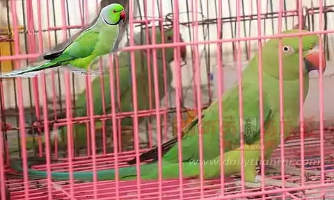 மதுரையில் வீடுகளில் வளர்க்கும் கிளிகளை ஜூலை 17 ஆம் தேதிக்குள் ஒப்படைக்க வேண்டும் - மாவட்ட வனத்துறை