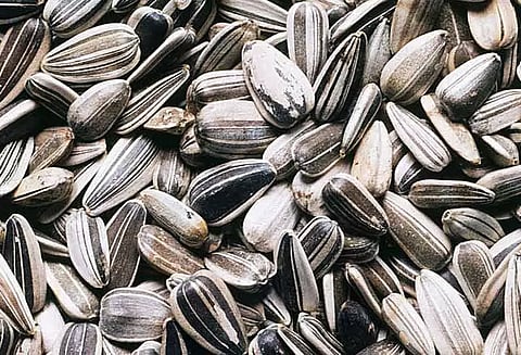 ரூ.16 லட்சத்திற்கு சூரியகாந்தி விதை ஏலம்