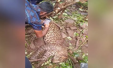 கம்பி வேலியில் சிக்கி சிறுத்தை செத்தது