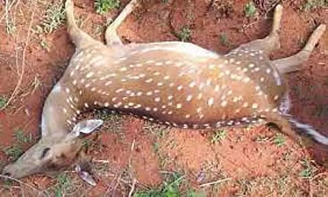 தட்டார்மடம் அருகே மர்மமான முறையில் இறந்து கிடந்த புள்ளிமான்