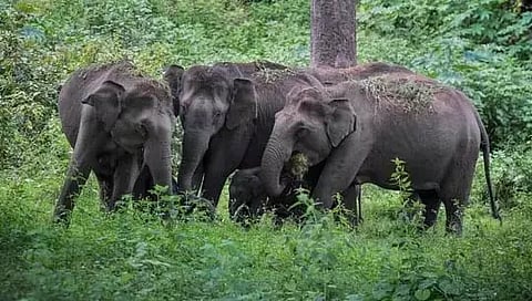 விளை நிலத்திற்குள் புகுந்து காபி செடிகளை நாசமாக்கிய காட்டுயானைகள்
