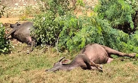 நாசரேத்தில் மின்சாரம் தாக்கி 3 எருமை மாடுகள் பலி