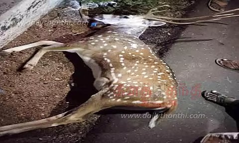 வாகனம் மோதி புள்ளிமான் சாவு