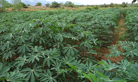 பரமத்தி வட்டாரத்தில் மரவள்ளியை தாக்கும் செம்பேனை கட்டுப்படுத்துவது எப்படி?