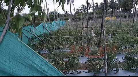 ஓசூர் சுற்றுவட்டார பகுதிகளில்தக்காளி திருட்டை தடுக்க தோட்டங்களில் வேலி அமைப்பு
