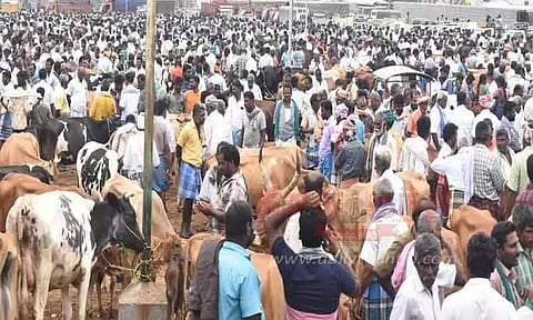 கருங்கல்பாளையம் சந்தைக்கு 550 மாடுகள் விற்பனைக்கு வந்தன