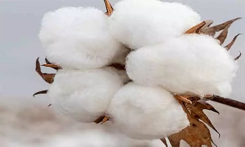 பூதப்பாடி ஒழுங்குமுறை விற்பனைக்கூடத்தில் ரூ.1½ கோடிக்கு பருத்தி ஏலம்