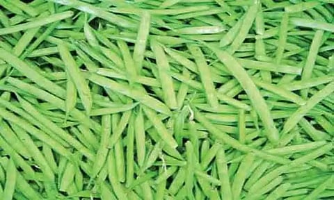 சீனி அவரையில் மகசூல் குறைவு