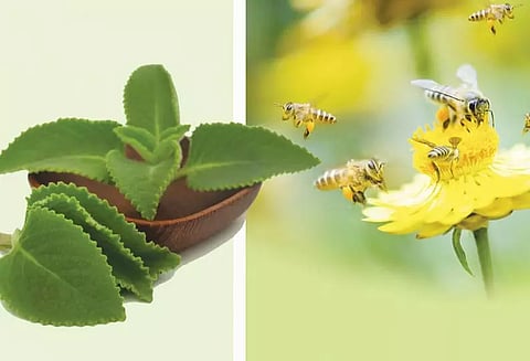 கபத்தை நீக்கும் கற்பூரவல்லி