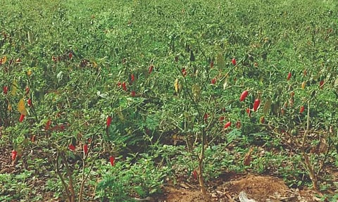 கிணற்றுப்பாசனம் மூலம் மிளகாய் சாகுபடி