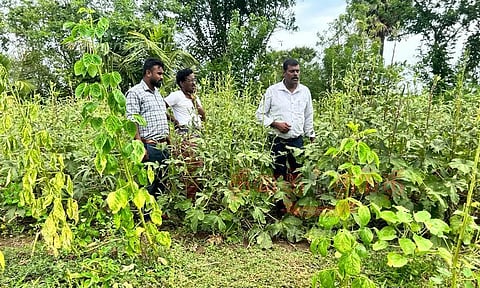 வெண்டை அறுவடை பணிகள்