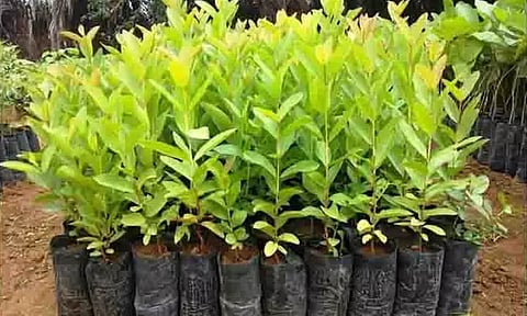 வனப்பரப்பை அதிகரிக்க இலவசமாக மரக்கன்றுகள் வழங்க திட்டம்