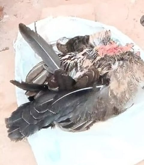 மின்சாரம் தாக்கி மயில் சாவு