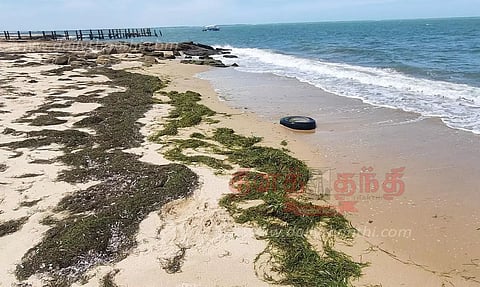 மண்டபத்தில் கரை ஒதுங்கிய பாசி குவியல்