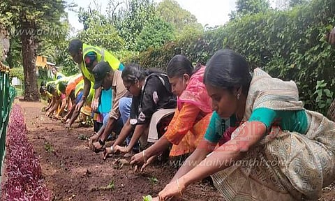 மலர் நாற்றுகள் நடவு