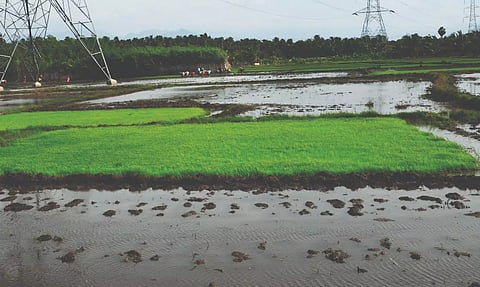 நெல் நடவுப் பணிகள் தீவிரம்