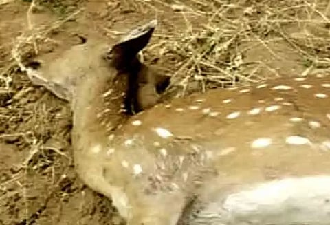 சாலையில் இறந்து கிடந்த மான்