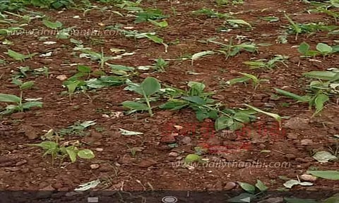 ஆசனூர் அருகே தோட்டத்தில் புகுந்து காட்டுயானைகள் அட்டகாசம் -பீன்ஸ், உருளைக் கிழங்கு பயிர்கள் சேதம்