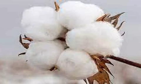 அந்தியூரில் ரூ.1¼ கோடிக்கு பருத்தி விற்பனை