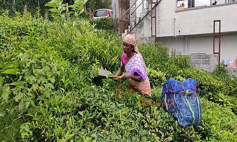 பச்சை தேயிலை மகசூல் அதிகரிப்பு